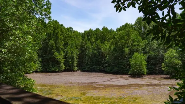 CHANGE4CLIMATE X Mangrove Conservation 4